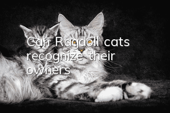 Can Ragdoll cats recognize their owners?