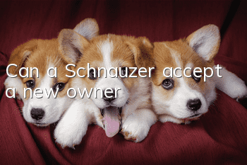 Can a Schnauzer accept a new owner?