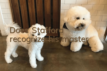 Does Stafford recognize his master?