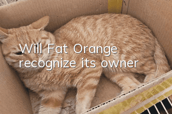 Will Fat Orange recognize its owner?