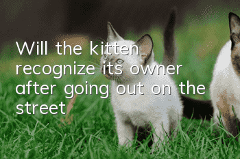 Will the kitten recognize its owner after going out on the street?