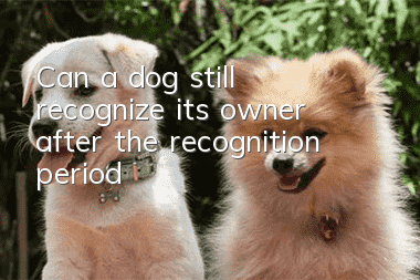 Can a dog still recognize its owner after the recognition period?