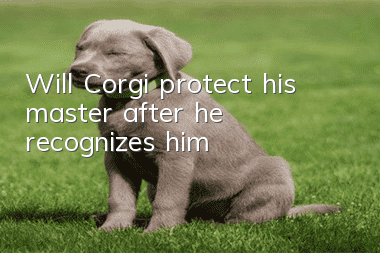 Will Corgi protect his master after he recognizes him?