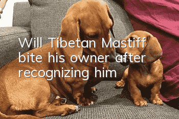 Will Tibetan Mastiff bite his owner after recognizing him?