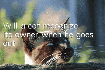 Will a cat recognize its owner when he goes out?