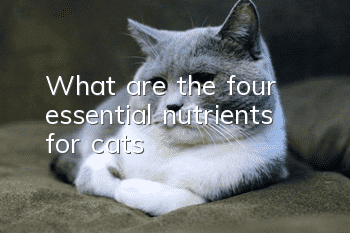 What are the four essential nutrients for cats?