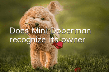 Does Mini Doberman recognize its owner?