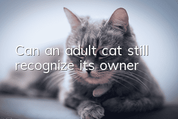 Can an adult cat still recognize its owner?