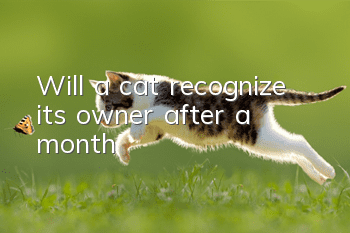 Will a cat recognize its owner after a month?