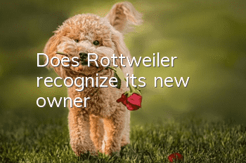 Does Rottweiler recognize its new owner?