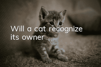 Will a cat recognize its owner?