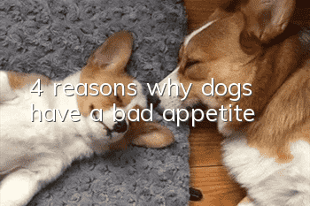 4 reasons why dogs have a bad appetite
