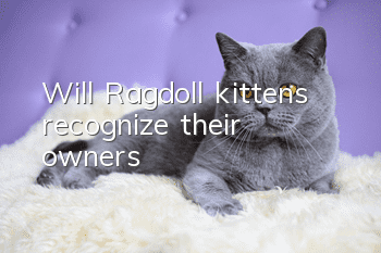 Will Ragdoll kittens recognize their owners?