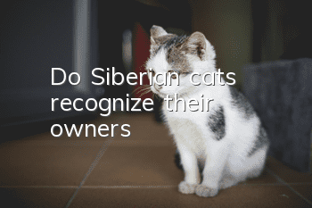 Do Siberian cats recognize their owners?