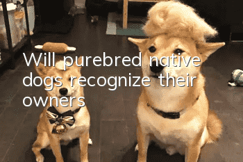 Will purebred native dogs recognize their owners?