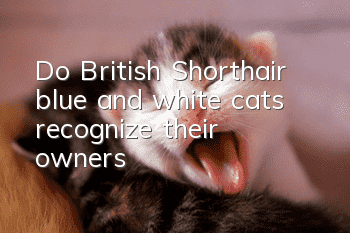 Do British Shorthair blue and white cats recognize their owners?