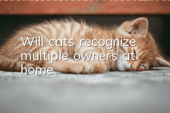Will cats recognize multiple owners at home?