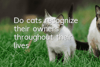 Do cats recognize their owners throughout their lives?