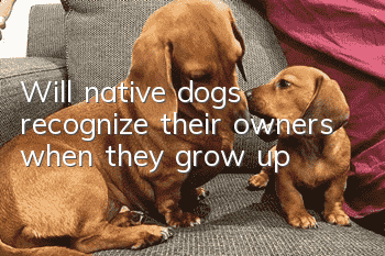 Will native dogs recognize their owners when they grow up?