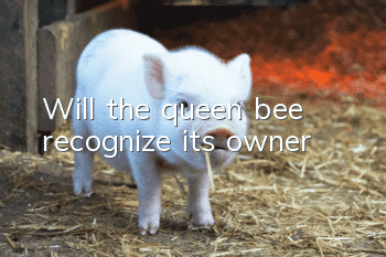Will the queen bee recognize its owner?