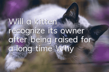 Will a kitten recognize its owner after being raised for a long time? Why?