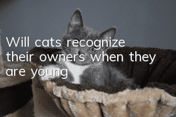 Will cats recognize their owners when they are young?