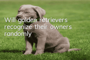 Will golden retrievers recognize their owners randomly?