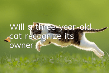 Will a three-year-old cat recognize its owner?