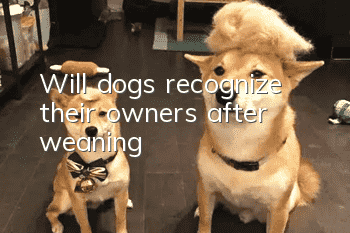 Will dogs recognize their owners after weaning?