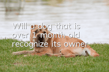 Will a dog that is over 1 month old recognize its owner?