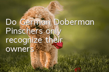 Do German Doberman Pinschers only recognize their owners?