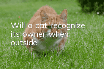 Will a cat recognize its owner when outside?