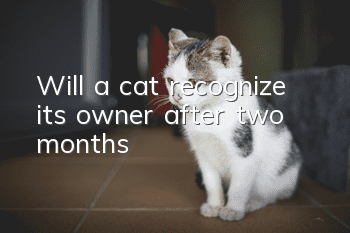 Will a cat recognize its owner after two months?