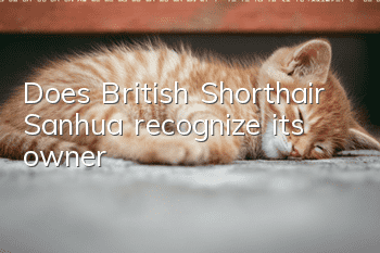 Does British Shorthair Sanhua recognize its owner?