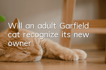 Will an adult Garfield cat recognize its new owner?