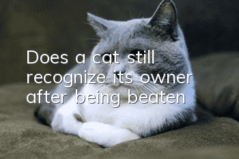 Does a cat still recognize its owner after being beaten?
