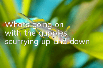 What's going on with the guppies scurrying up and down?