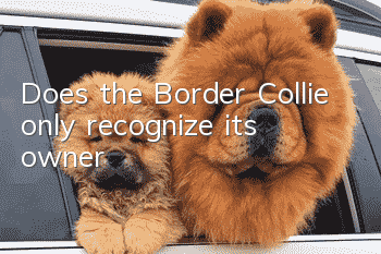 Does the Border Collie only recognize its owner?
