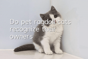 Do pet ragdoll cats recognize their owners?