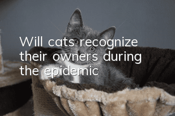 Will cats recognize their owners during the epidemic?