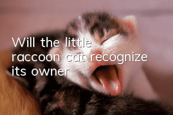 Will the little raccoon cat recognize its owner?