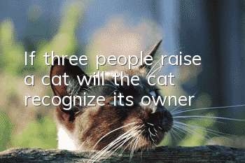 If three people raise a cat, will the cat recognize its owner?