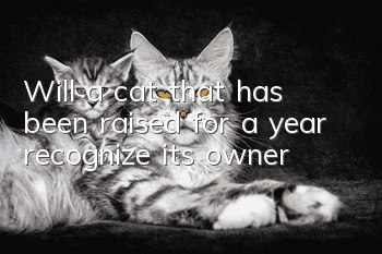 Will a cat that has been raised for a year recognize its owner?