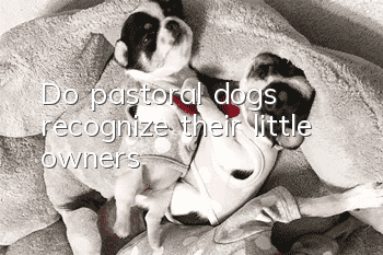 Do pastoral dogs recognize their little owners?