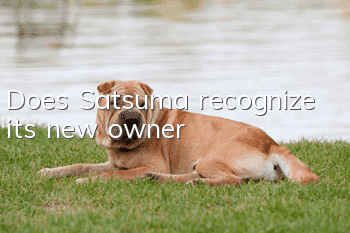 Does Satsuma recognize its new owner?