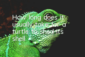 How long does it usually take for a turtle to shed its shell?