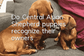 Do Central Asian Shepherd puppies recognize their owners?