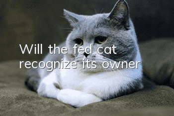 Will the fed cat recognize its owner?