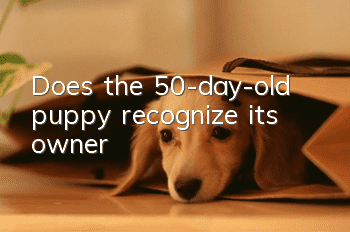 Does the 50-day-old puppy recognize its owner?