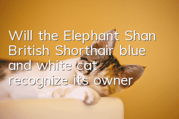 Will the Elephant Shan British Shorthair blue and white cat recognize its owner?